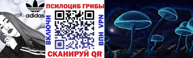 Галлюциногенные грибы Psilocybine cubensis  где продают   Йошкар-Ола 